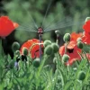 Gardena 1396-U Micro Drip Spray Nozzle - Micro Drip System 2pcs, 3x3x1 " inch, Orange/Grey